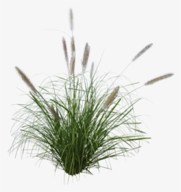 Beach Grass Png - Fountain Grass Png, Transparent Png, Free Download