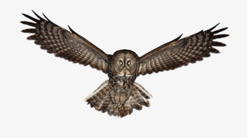 Сова Png - Great Grey Owl Png, Transparent Png, Free Download