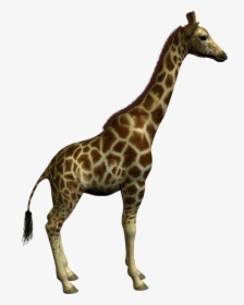 Giraffe Clipart Real - Class And Object In Oop, HD Png Download, Free Download