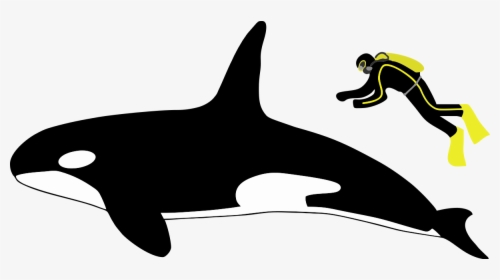 Transparent Killer Whale Png - Orca Human Size Comparison, Png Download, Free Download