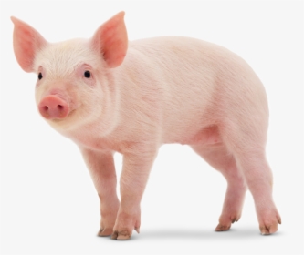 Transparent Baby Pigs Clipart - Animales De Color Rosa, HD Png Download, Free Download