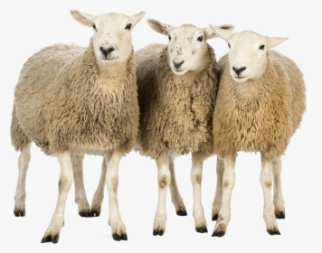 Three Sheep - Sheeps Png, Transparent Png, Free Download