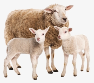 Sheep Png Download Image - Sheep And Lamb Png, Transparent Png, Free Download