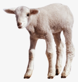 Sheep Png Transparent Images - Sheep Png Transparent, Png Download, Free Download