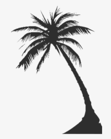 Elaeis - Vector Palm Tree Png, Transparent Png, Free Download