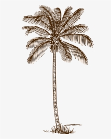 Palm Tree Coconut Palm Palm Free Picture - Light Blue Palm Tree, HD Png Download, Free Download