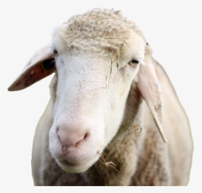 Transparent Sheep Head Png - Sheep, Png Download, Free Download