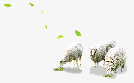 Sheep Png Free Download - Sheeps Png, Transparent Png, Free Download