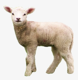 Lamb Png, Transparent Png, Free Download