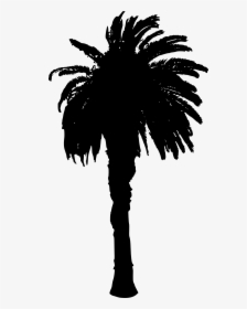 Palm Tree 10 By Diegledezma - Palm Trees, HD Png Download, Free Download