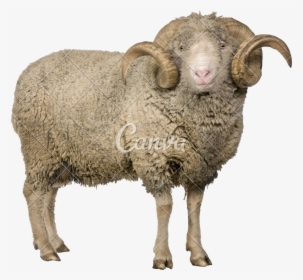 Merino Sheep Png - Merino Sheep, Transparent Png, Free Download