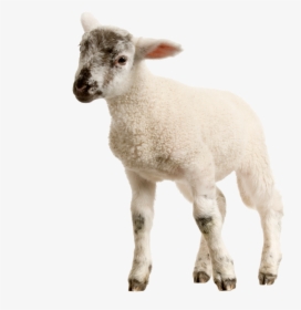 Clip Art Baby Lamb Png Image - Baby Lamb Png, Transparent Png, Free Download