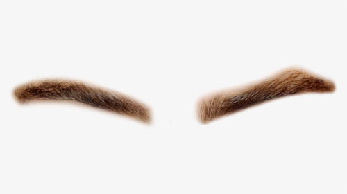 Real Eyebrows Png / You can download and print the best transparent