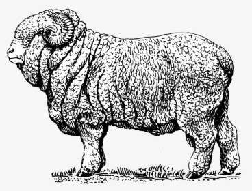 Merino Sheep - Merino Sheep Black And White, HD Png Download, Free Download