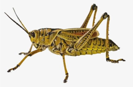 Plant Bugs - Grasshopper Close Up, HD Png Download, Free Download