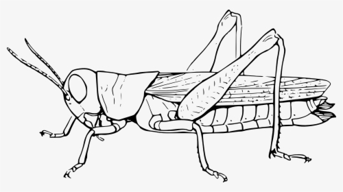 Grasshopper, Locust, Hopper, Animal, Insect, Nature - Grasshopper Black And White, HD Png Download, Free Download