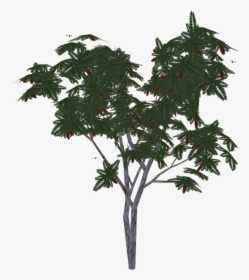 Swamp Maple, HD Png Download, Free Download