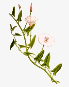 Field Bindweed Vine Flower Plant Stem - Bindweed Png, Transparent Png, Free Download