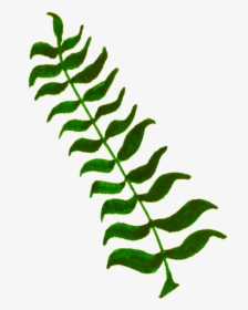 Plant,leaf,tree - Clipart Of Plants, HD Png Download, Free Download