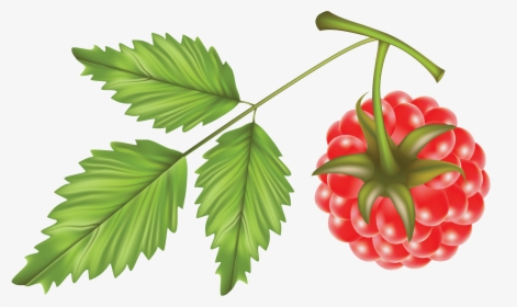 Raspberry Vector Png, Transparent Png, Free Download