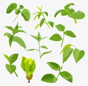 Green Leaves Picture Png, Transparent Png, Free Download