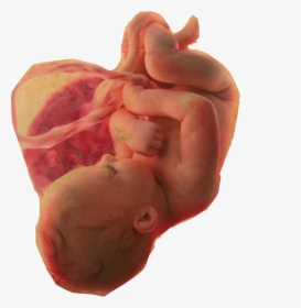 #baby #womb #lifeisbeautiful #pregnant - Baby In Womb Png, Transparent Png, Free Download