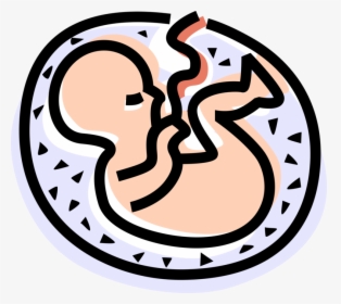 Vector Illustration Of Fetus Prenatal Human Between - Circle, HD Png Download, Free Download