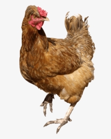 Chicken Brown Walking - Chicken Png, Transparent Png, Free Download