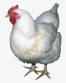 White Chicken Png Image - Chicken Png, Transparent Png, Free Download
