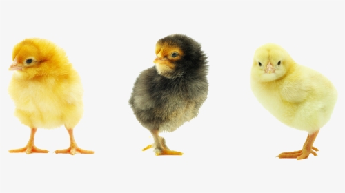 Baby Chicken Transparent Background, HD Png Download, Free Download