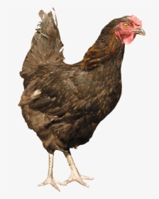 Chicken Png Image - Chicken Png, Transparent Png, Free Download