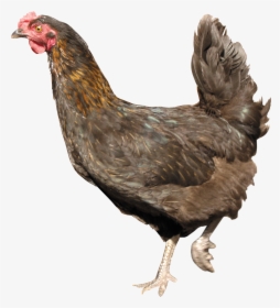 Hen Free Download Png - Chicken With Clear Background, Transparent Png, Free Download