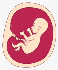 Infant Clipart Baby Fetus - Feto En Vientre Dibujo, HD Png Download, Free Download