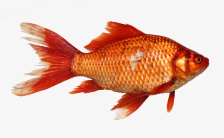 Carassius Gibelio By George Chernilevsky - Fish And Their Young Ones, HD Png Download, Free Download