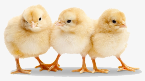 Baby Chicken Transparent Png - Baby Chicks Png, Png Download, Free Download
