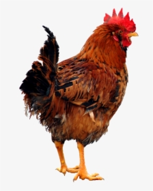 Download Chicken Png - Transparent Hen Png, Png Download, Free Download