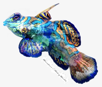 All About Ocean Fish Sticker - Coral Reef Fish Transparent Background, HD Png Download, Free Download