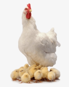 Chicken Family - Chickens Png, Transparent Png, Free Download