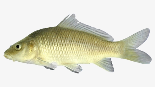 By Chad Thomas - Carp Fish With Whiskers, HD Png Download, Free Download