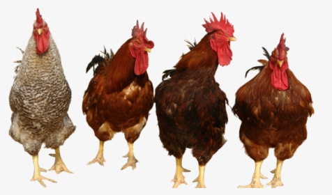 Download Chicken Png - Chickens Png, Transparent Png, Free Download