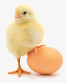 Baby Chicken Png - Chicken Standing On Egg, Transparent Png, Free Download