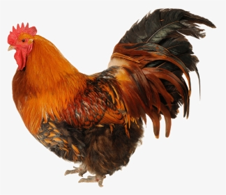 Cock Png Photo - Cock Png, Transparent Png, Free Download