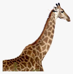 Giraffe Download Png - Giraffe Png, Transparent Png, Free Download