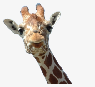 Giraffe Head Ossicone Horn Lamium Amplexicaule - Giraffe Head Png, Transparent Png, Free Download