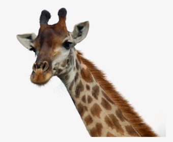 Giraffe Png Pic - Transparent Background Giraffe Head Png, Png Download, Free Download