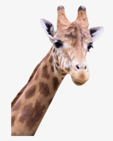 Giraffe Png Images - Amine Good For You, Transparent Png, Free Download