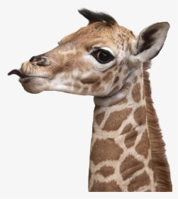 Transparent Giraffe Head Png - Giraffe Head Png, Png Download, Free Download