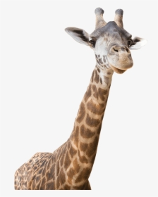 Giraffe,terrestrial - Real Zoo Animals Png, Transparent Png, Free Download