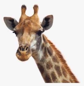 Giraffe Png Image - Giraffe Png, Transparent Png, Free Download