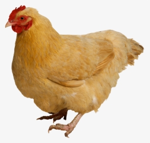 Chicken Png, Transparent Png, Free Download